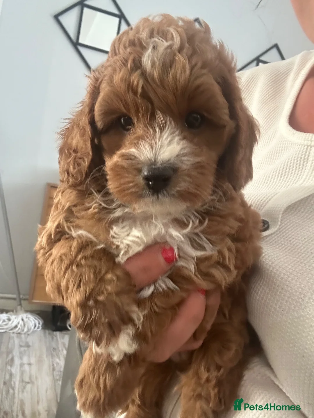 Cavapoo dogs for sale: cavapoo toy!! 1 boy left - Advert 5