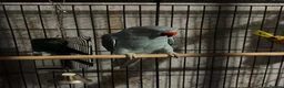 Ringnecks birds for sale: 9 month male ring neck  - Advert 8