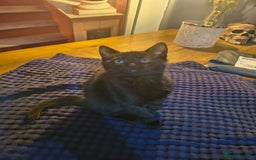 British Shorthair cats for sale: 3 Lovely Kittens Looking for their forever homes  - Image 3