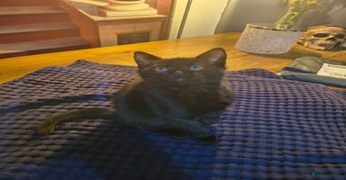 British Shorthair cats - Advert 14