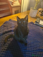 British Shorthair cats - Advert 14