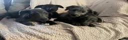 Mixed Breed dogs for sale: Wonderful whippet litter for sale in Ashby-de-la-Zouch - Advert 11