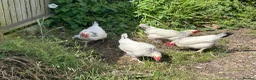 Chickens poultry for sale: Light Sussex Hybrid x4 in Spalding - Advert 2