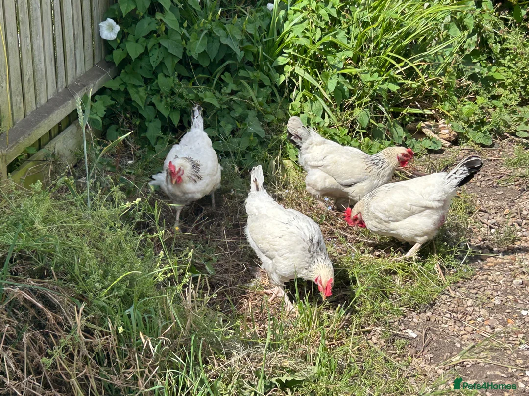 Chickens poultry for sale: Light Sussex Hybrid x4 in Spalding - Advert 2