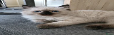 Ragdoll Kitten 2