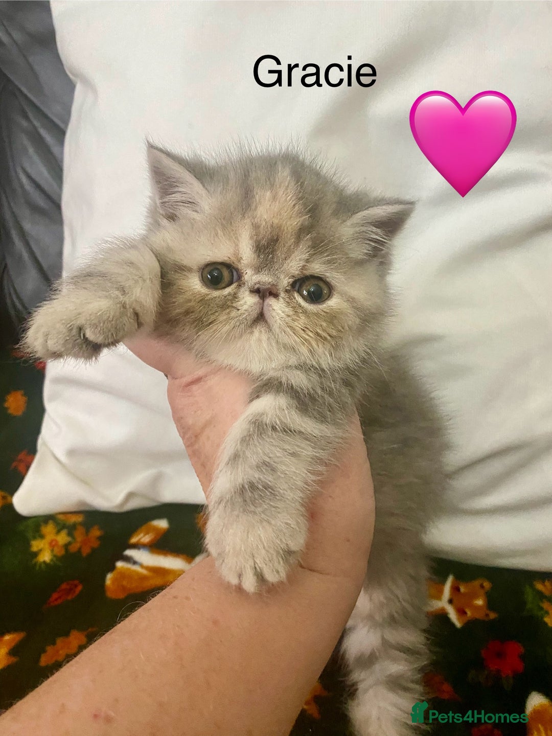 Persian cats for sale: EXCEPTIONAL LITTER PERSIAN EXOTIC KITTENS - Image 4