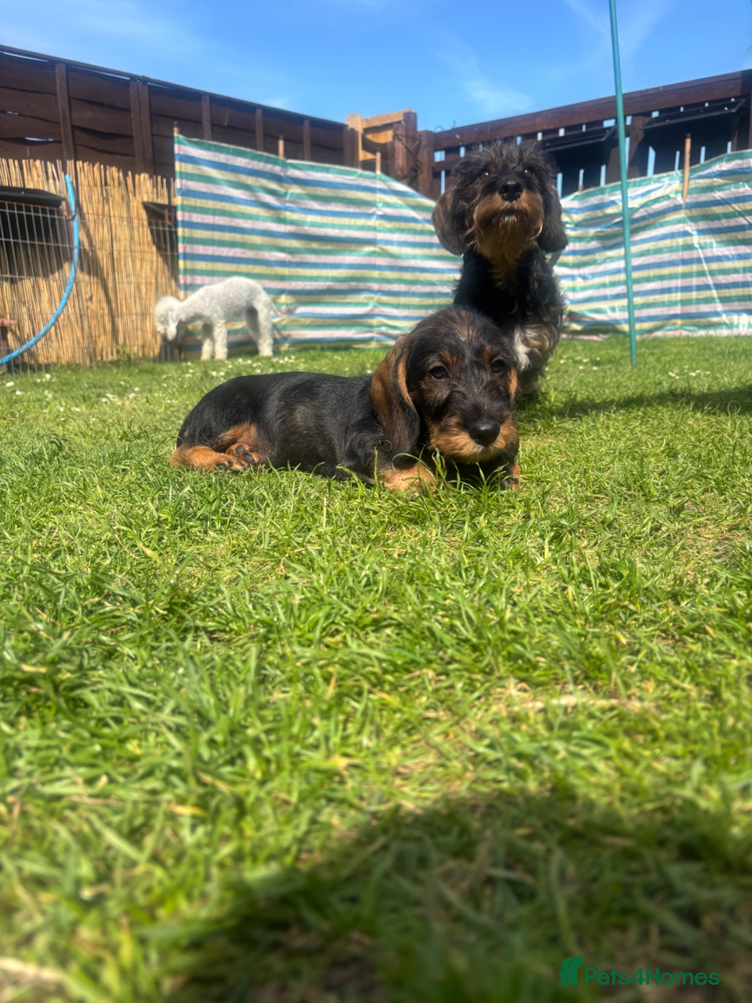 Dachshund dogs Only 1 boy left kc teckels  - Advert 2