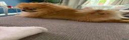 Pomeranian dogs for stud:  **  Pomeranian stud  - Advert 6