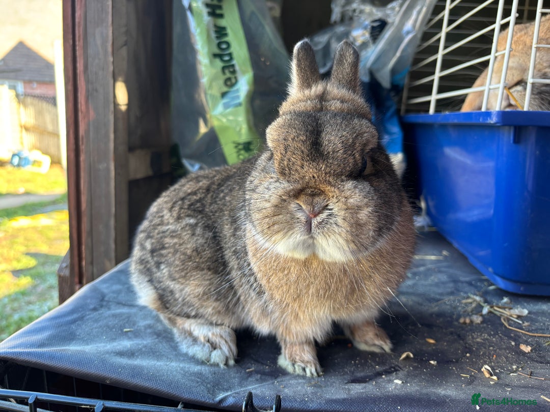 Netherland Dwarf rabbits for sale: Male nethaland dwarf  - Advert 1