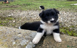 Border Collie dogs for sale: 12 Border Collie Puppies for sale  - Image 14