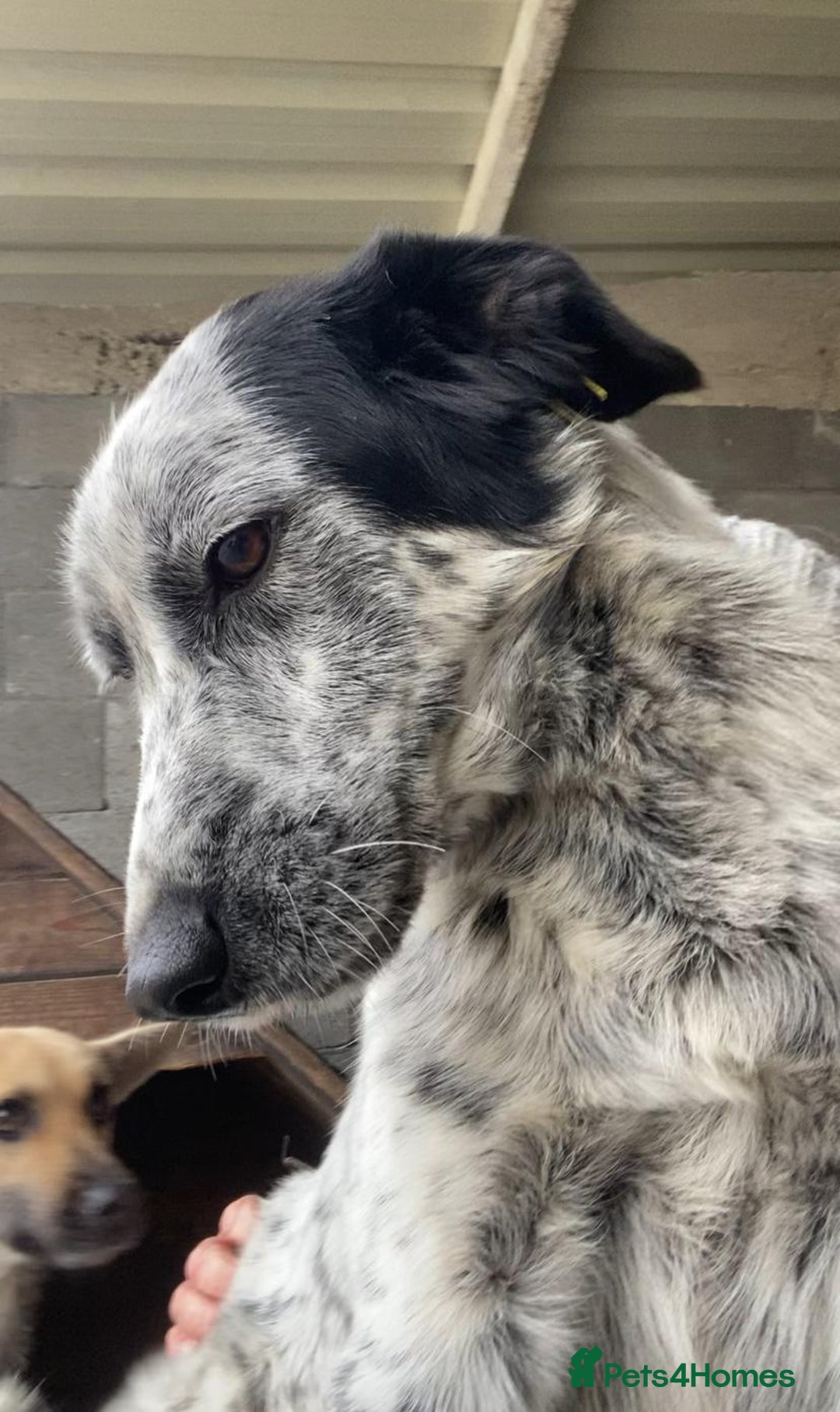 Mixed Breed dogs for adoption: Spot, 2 yrs approx. Available for adoption. - Advert 2