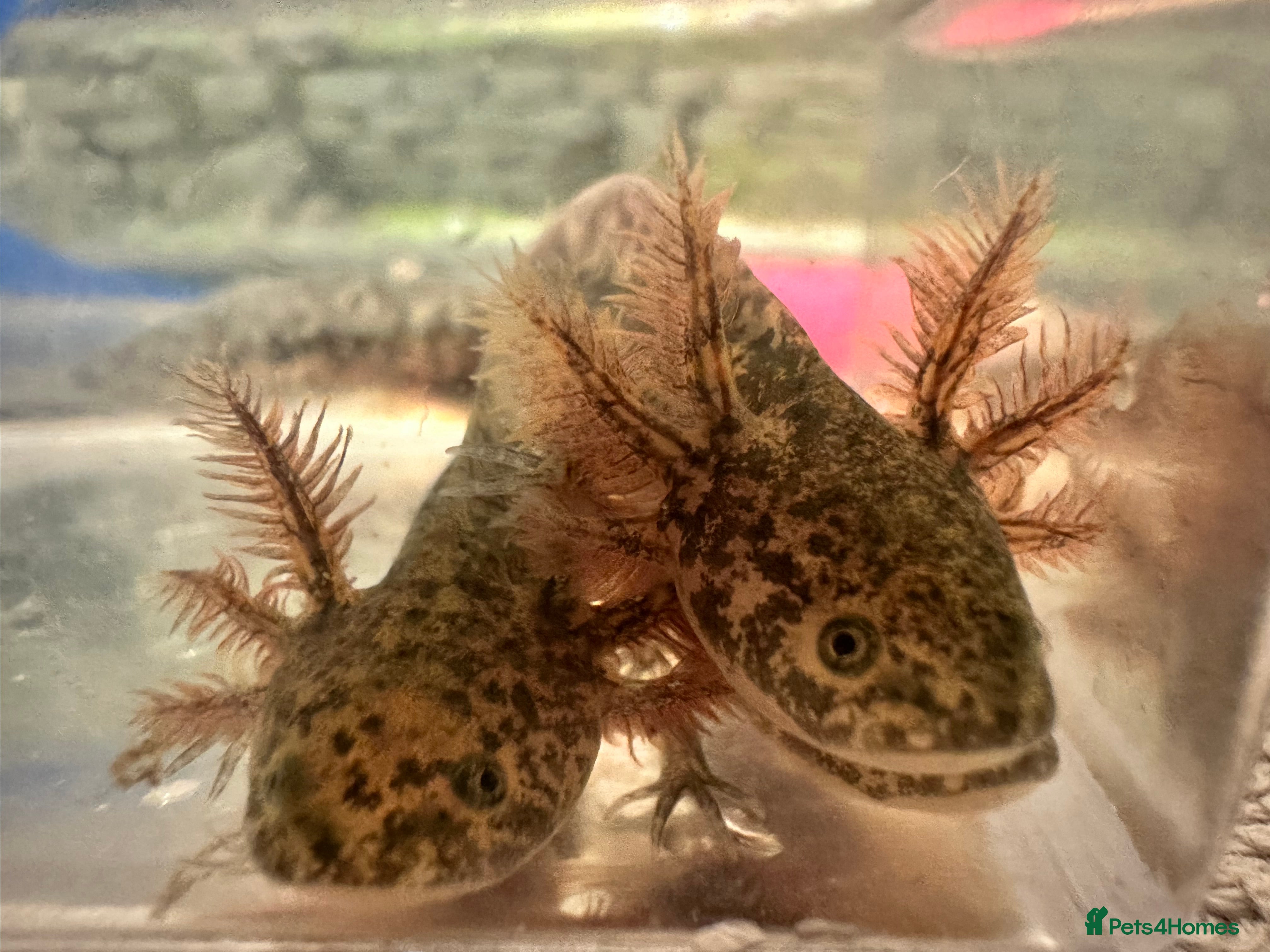 Axolotl reptiles Baby axolotls  - Advert 2