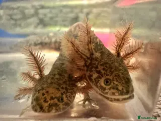 Axolotl reptiles Baby axolotls - Advert 2