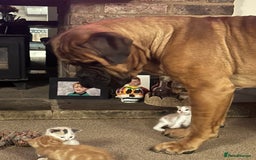 Mixed Breed cats for sale: Mixed breed kittens  - Image 1