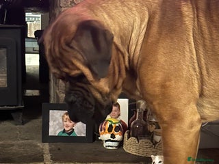 Mixed Breed cats for sale - Advert 1