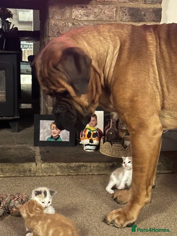 Mixed Breed cats - Advert 4