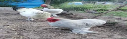 Chickens poultry for sale: Seven cockerels  - Advert 4