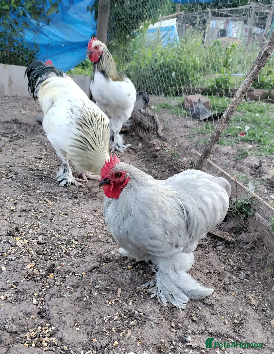 Chickens poultry for sale: Two Lavender Pekin cockerels  - Advert 5