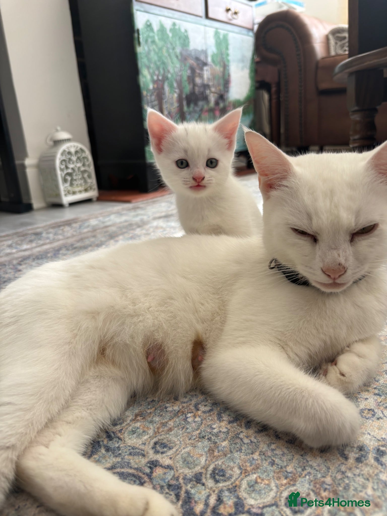 Turkish Angora cats Turkish Angora white kittens  - Advert 12