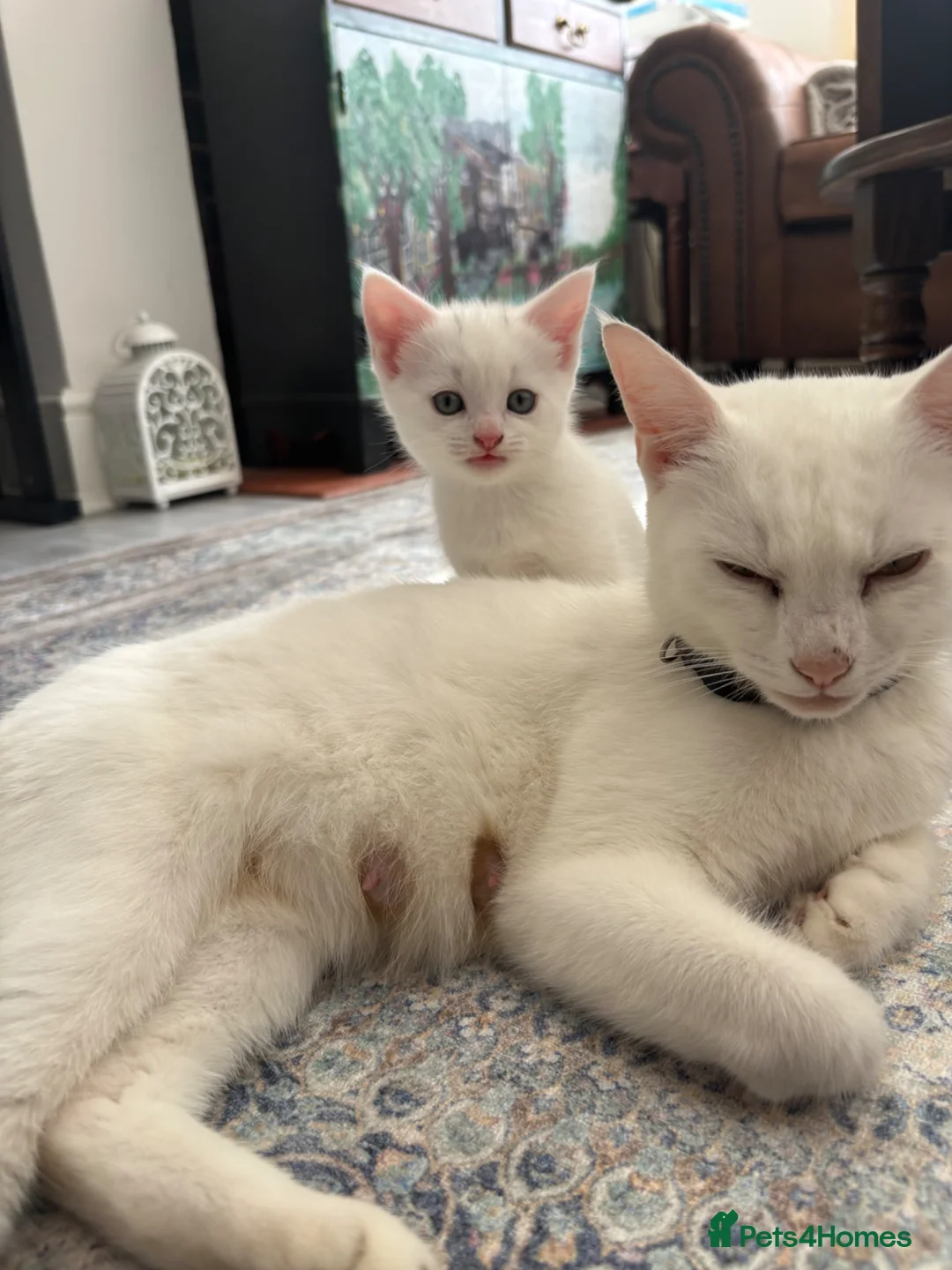 Turkish Angora cats for sale: Turkish Angora white kittens  - Advert 1