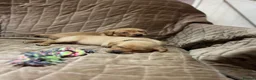Labrador Retriever dogs for sale: FOX RED LABRADOR PUPPIES PARENTS HEALTH TESTED in Chepstow - Advert 6