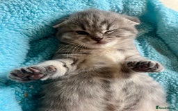 Scottish Fold cats for sale: Wonderful Scottish fold girl 💗🐾 - Image 3