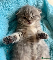 Scottish Fold cats - Advert 1