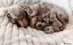 Miniature Dachshund dogs for sale: 🖤🐶Beautiful Miniature Dachshund Puppies🖤🐶!! - Image 11