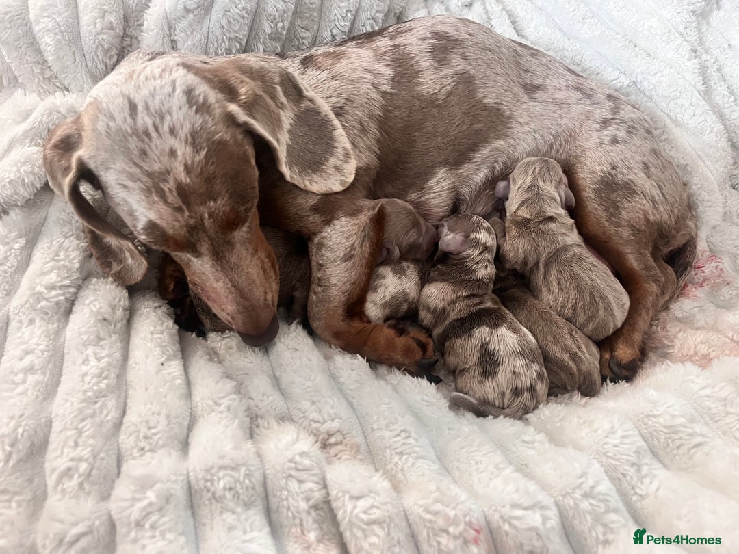 Miniature Dachshund dogs for sale: 🖤🐶Beautiful Miniature Dachshund Puppies🖤🐶!! - Image 11