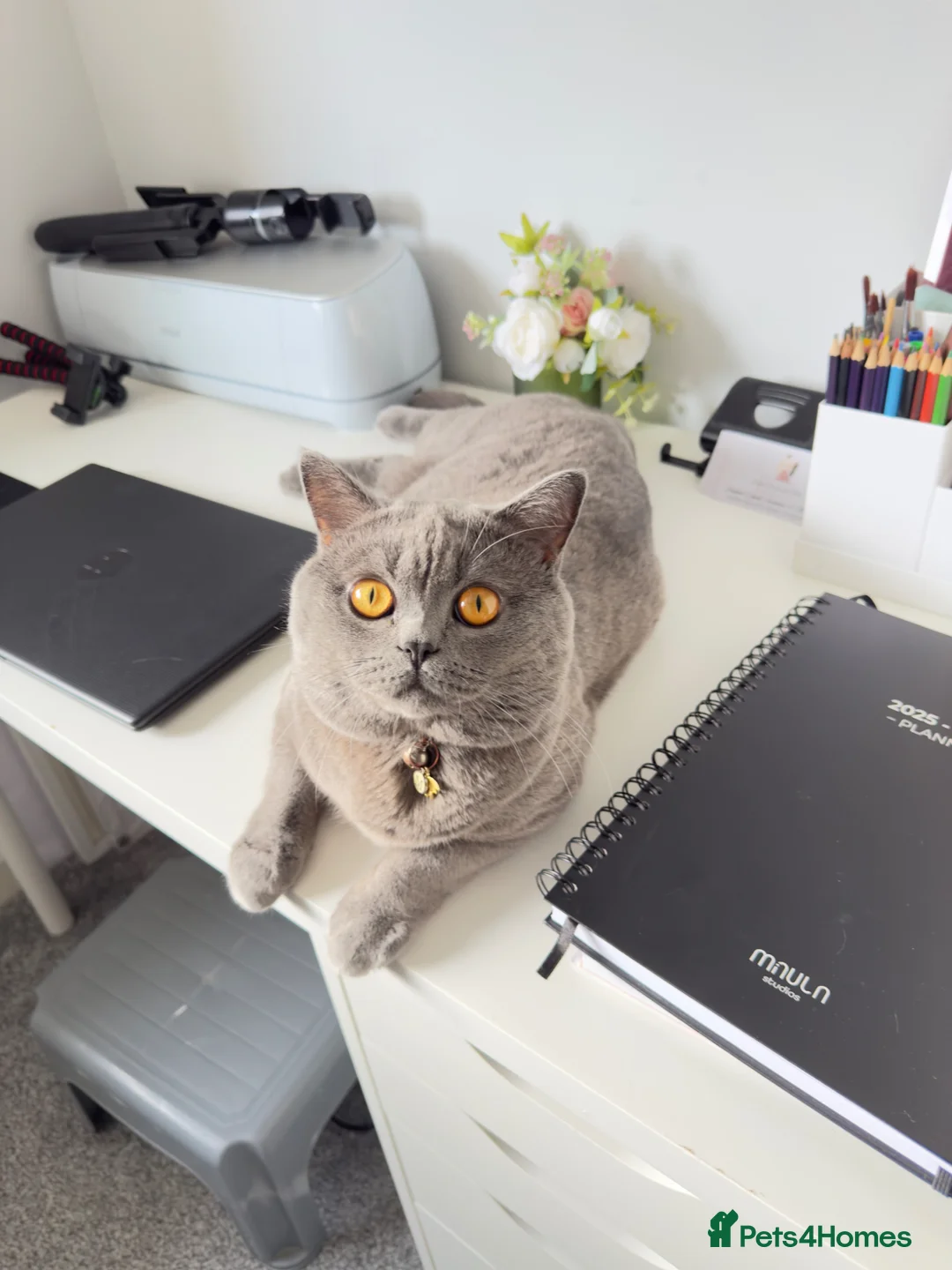 British Shorthair cats for sale: MILO BLUE BRITISH SHORTHAIR in Birmingham - Advert 8