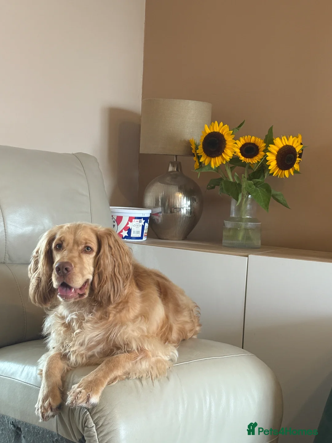 Cocker Spaniel dogs for sale: Rehoming our dog in Thornton-Cleveleys - Advert 5
