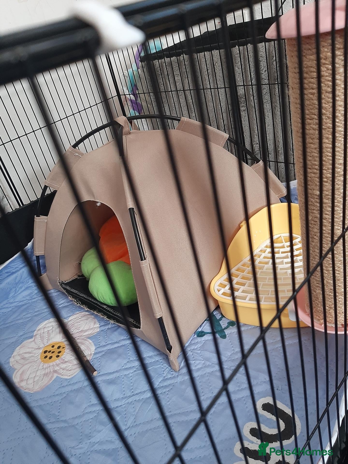 Dwarf Lop rabbits Rabbit 🐇  - Advert 1