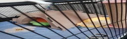 Dwarf Lop rabbits for sale: Rabbit 🐇  - Advert 1