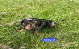 Dachshund dogs for sale: Dachshund Puppies  - Image 6