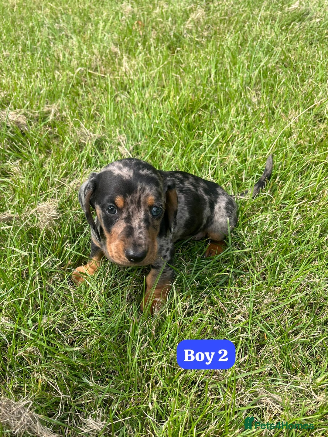 Dachshund dogs for sale: Dachshund Puppies  - Image 6