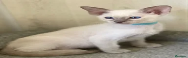 Siamese Kitten 1