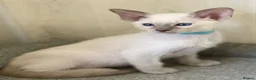 Siamese cats for sale: GCCF Registered Siamese Kittens  - Advert 22