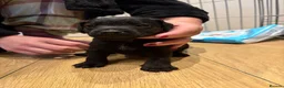 Patterdale Terrier dogs for sale: Patterdale puppies  - Advert 4