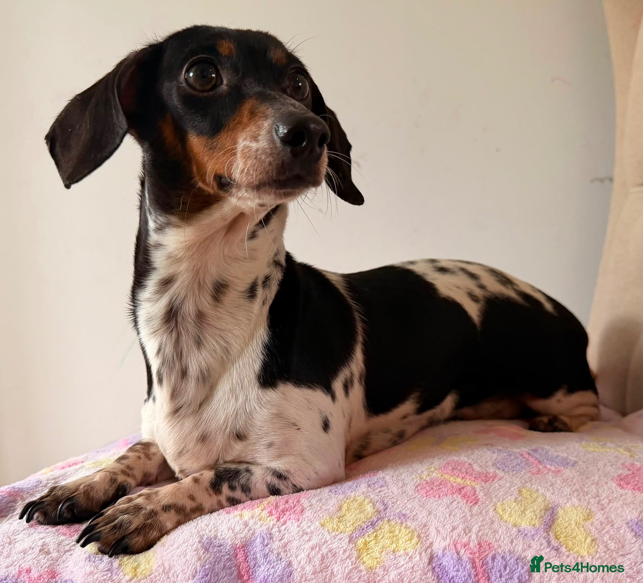 Dachshund dogs Piebald dachshund puppies for sale  - Advert 2