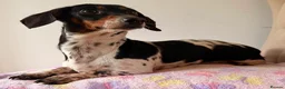 Dachshund dogs for sale: Piebald dachshund puppies for sale  - Advert 2