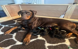 Dobermann dogs for sale: Quality litter of Dobermann puppies  - Advert 1
