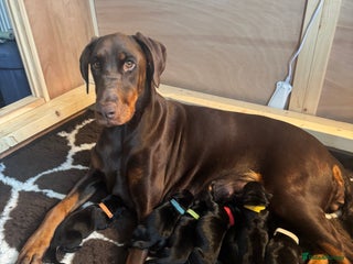 Dobermann dogs for sale: Quality litter of Dobermann puppies - Advert 1