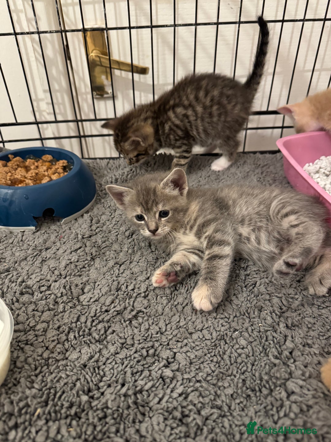 American Shorthair cats for sale: 4 stunning bsh x American short kittens avail - Image 22