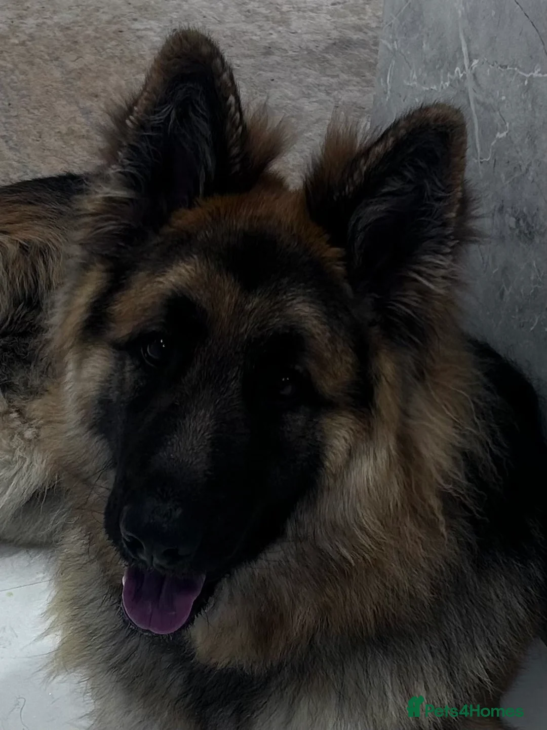 German Shepherd dogs for sale: Well-bred, well-loved. Very sad circumstances - Advert 3