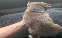 Siberian Husky dogs for sale: Gorgeous Litter of Husky Puppies - Image 23