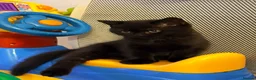 British Shorthair cats for sale: ❤️ OUR BEAUTIFUL BRITISH SHORTHAIR KITTENS ❤️ - Advert 9