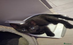 Domestic Shorthair cats for sale: 🐾Fully Vaccinated microchipped kitten BOY🐾 - Image 21