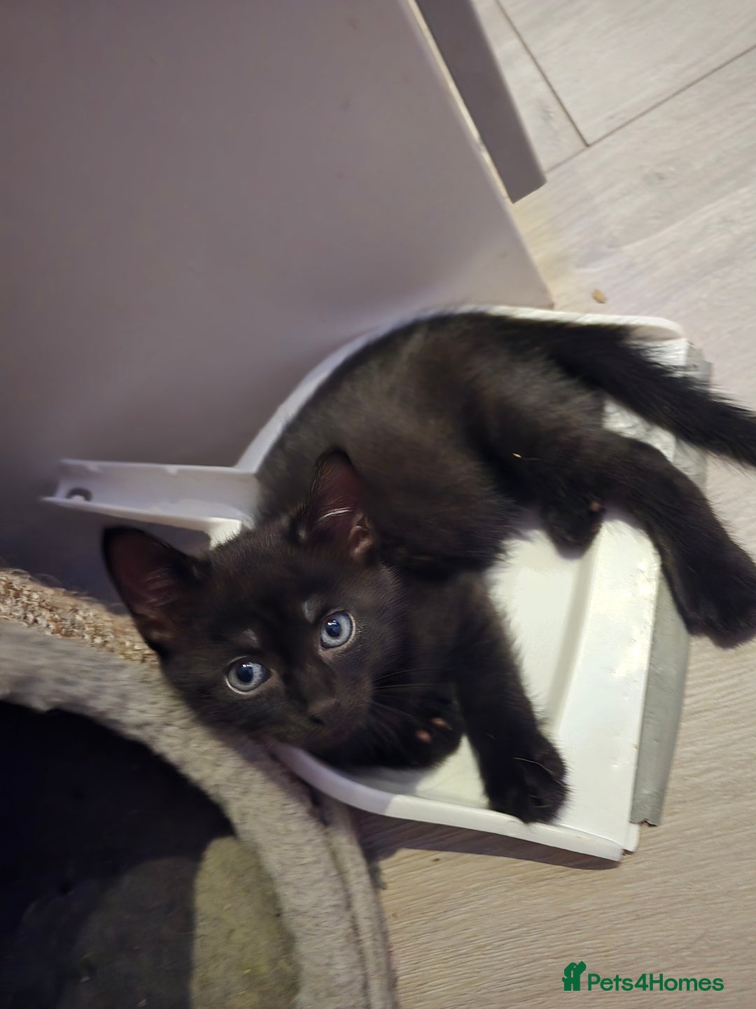 Domestic Shorthair cats for sale: 🐾Fully Vaccinated microchipped kitten BOY🐾 - Image 21