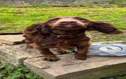 Cocker Spaniel dogs for sale: 6 month old cocker  - Image 1