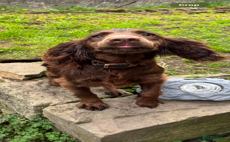 Cocker Spaniel dogs - Advert 2